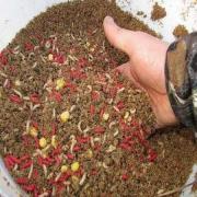 Как правильно прикормить рыбу